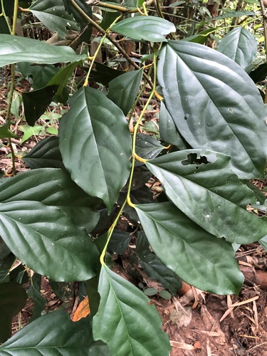 Gonocaryum lobbianum