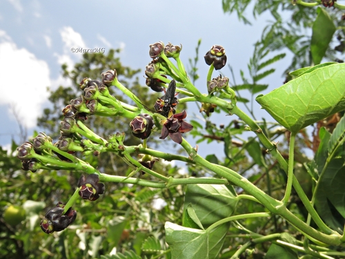 Gonolobus niger (Black flowered gonolobus) — photo
