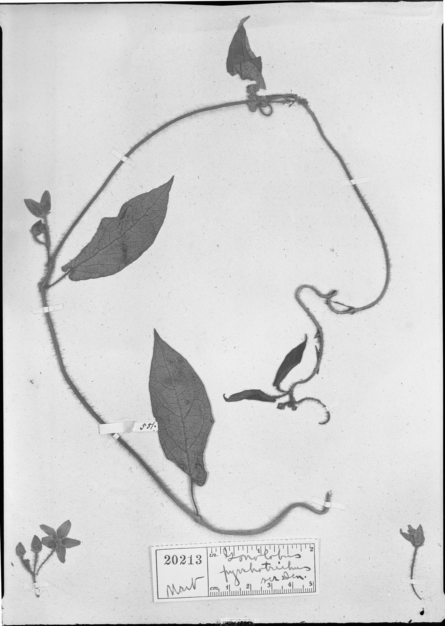 Gonolobus pyrrhotrichus