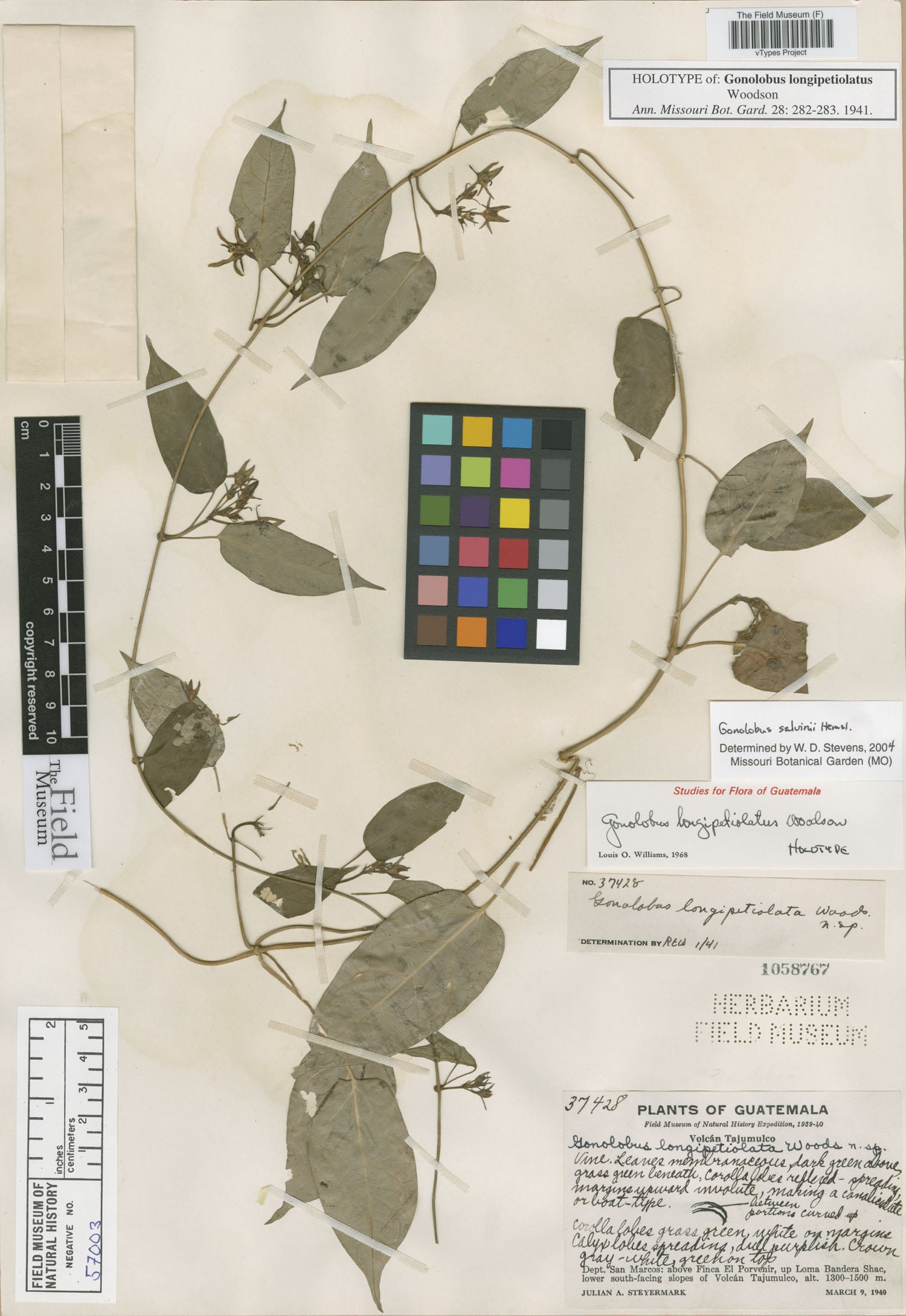 Gonolobus salvinii