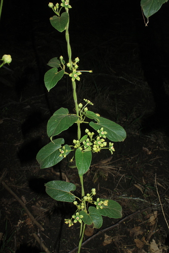 Gonolobus xanthotrichus — photo
