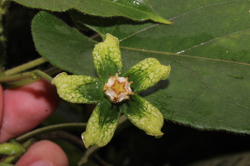 Gonolobus xanthotrichus