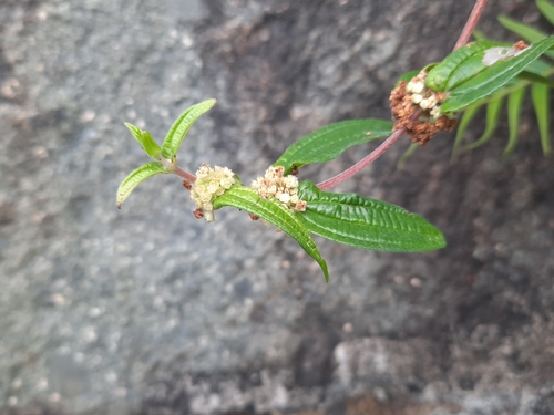Gonostegia hirta — photo