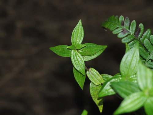 Gonostegia hirta