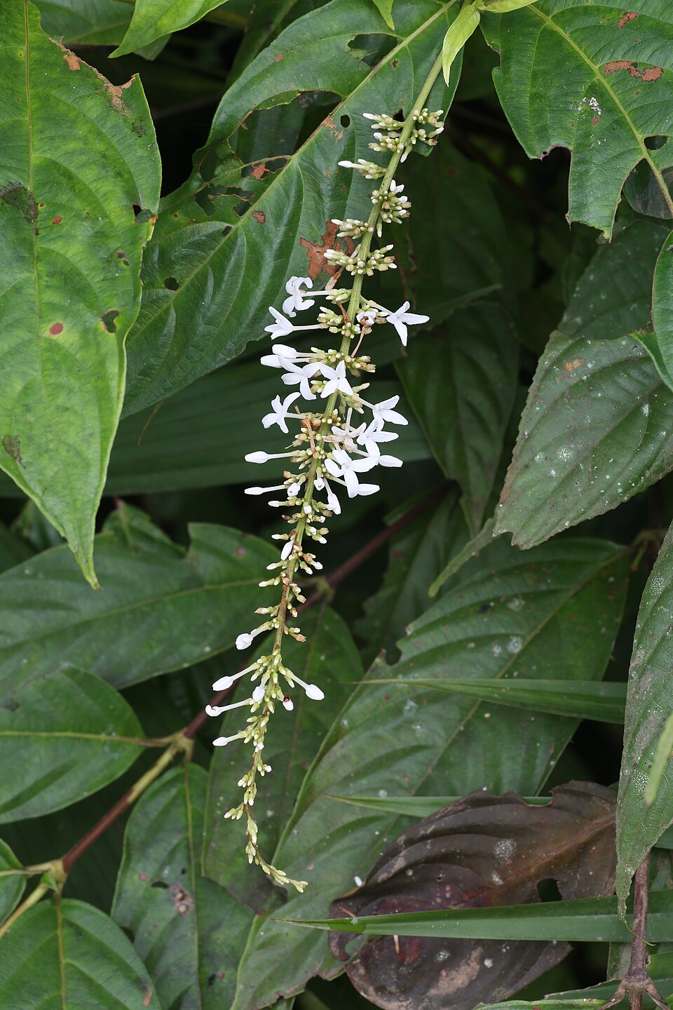 Gonzalagunia bunchosioides — photo
