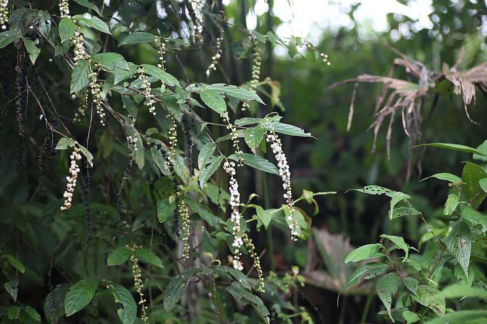 Gonzalagunia bunchosioides