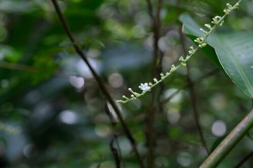 Gonzalagunia dicocca — photo