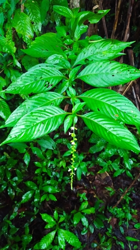 Gonzalagunia dicocca