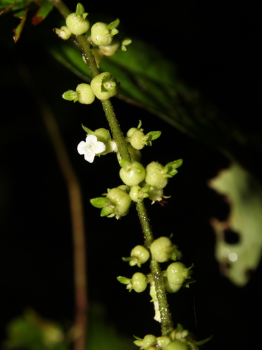 Gonzalagunia ovatifolia — photo