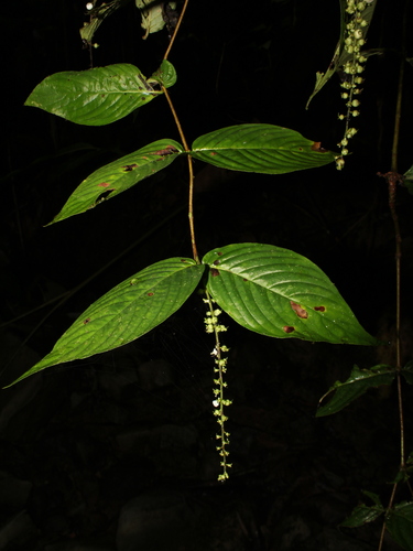 Gonzalagunia ovatifolia — photo