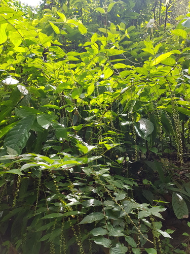 Gonzalagunia ovatifolia