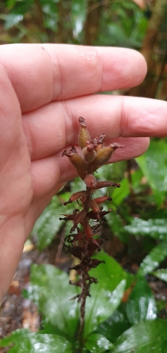 Goodyera grandis (Orchid) — photo