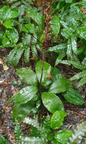Goodyera grandis (Orchid) — photo