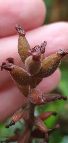 Goodyera grandis