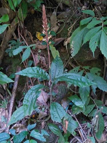 Goodyera rubicunda — photo
