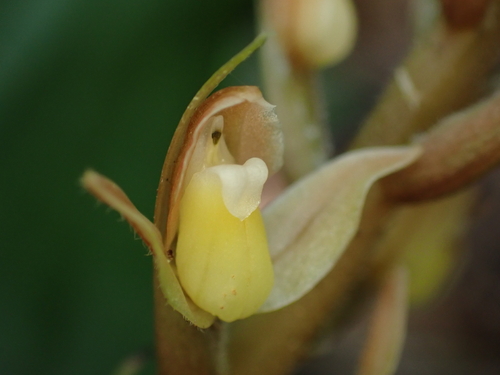Goodyera rubicunda
