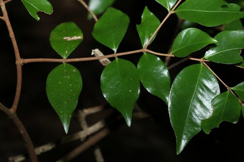 Gossia acmenoides (Scrub ironwood) — photo