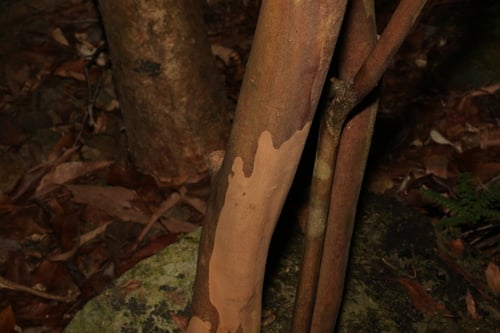 Gossia acmenoides (Scrub ironwood) — photo