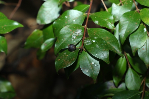 Gossia acmenoides