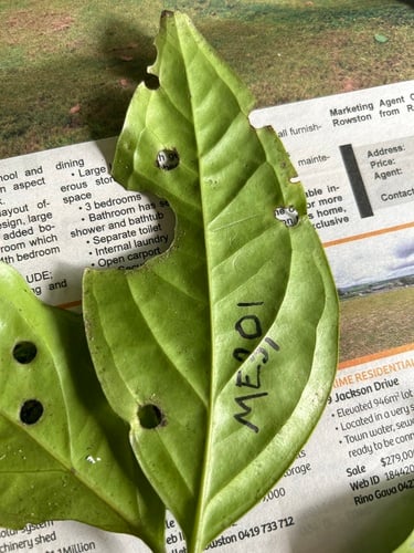 Gossia dallachyana (Lignum) — photo