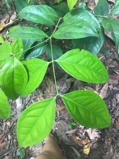 Gossia dallachyana (Lignum) — photo