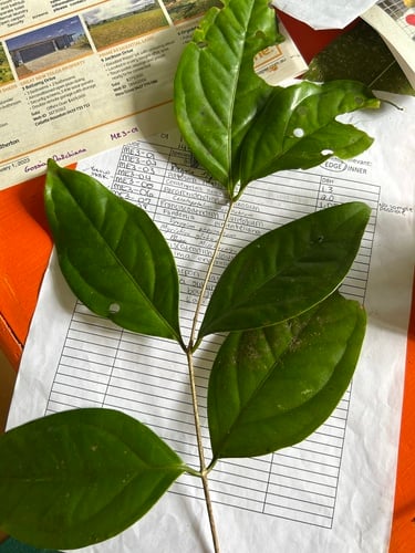 Gossia dallachyana