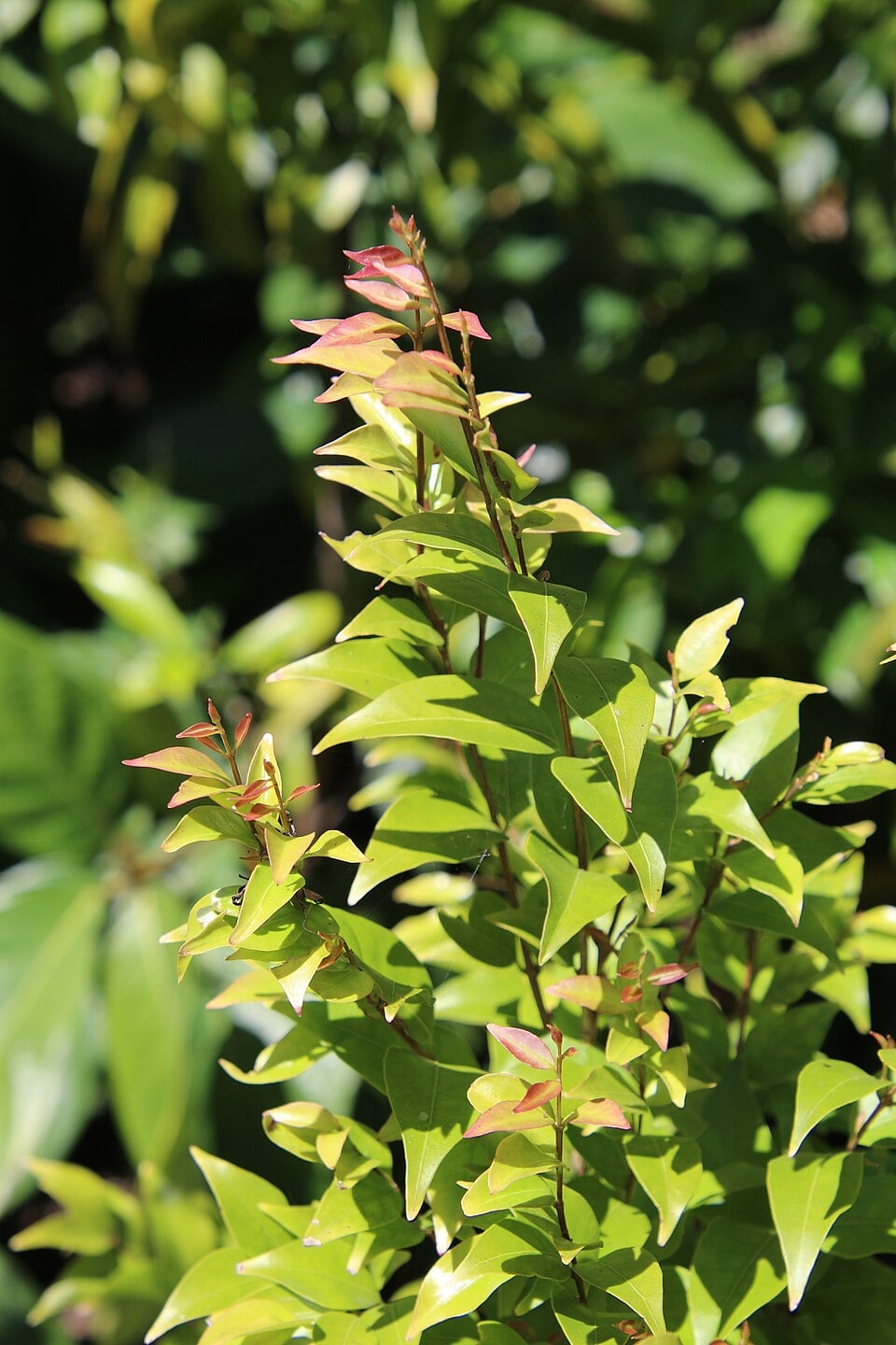 Gossia floribunda