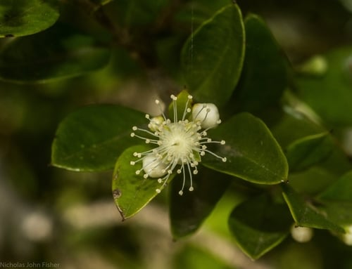 Gossia fragrantissima (Small-leaved Myrtle) — photo