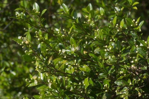 Gossia fragrantissima (Small-leaved Myrtle) — photo