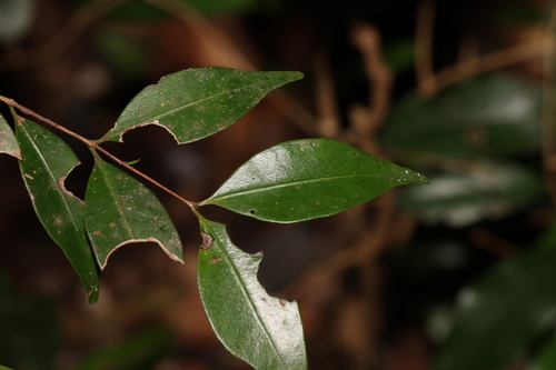 Gossia hillii (Scaly myrtle) — photo