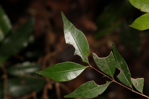 Gossia hillii (Scaly myrtle) — photo