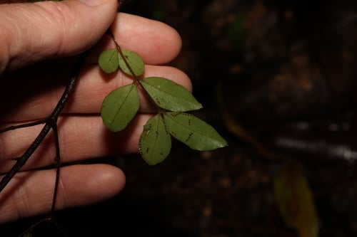 Gossia inophloia (Thread-barked myrtle) — photo