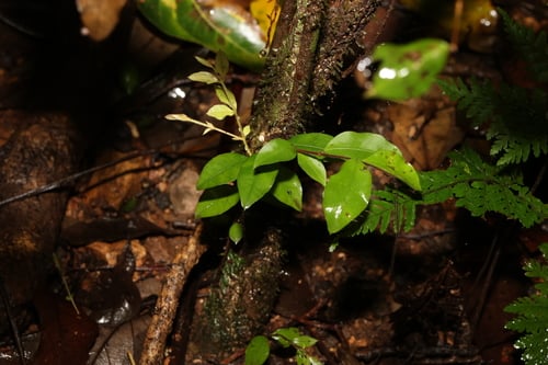 Gossia inophloia (Thread-barked myrtle) — photo