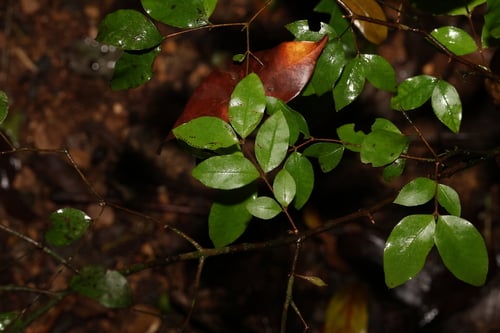Gossia inophloia