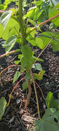 Gossypium arboreum (Tree Cotton) — photo