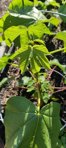 Gossypium arboreum