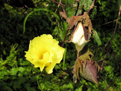 Gossypium barbadense (Sea Island Cotton) — photo