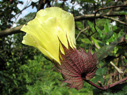 Gossypium barbadense (Sea Island Cotton) — photo