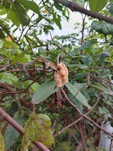 Gossypium barbadense