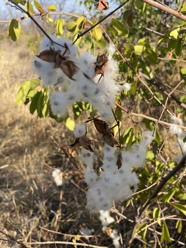 Gossypium herbaceum (Short-staple cotton) — photo
