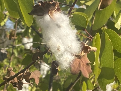 Gossypium herbaceum (Short-staple cotton) — photo