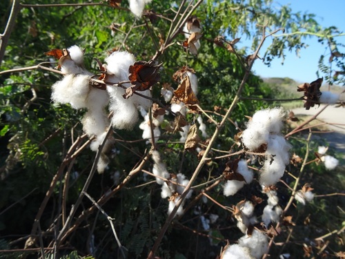 Gossypium hirsutum (American cotton) — photo