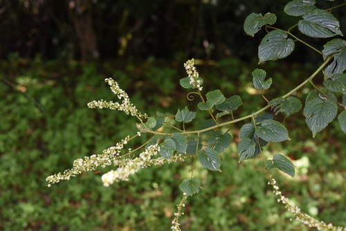 Gouania longispicata — photo