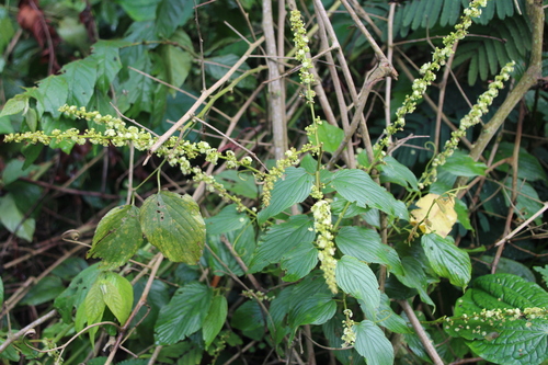 Gouania longispicata — photo