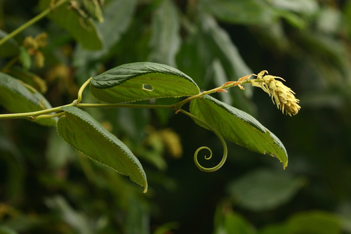 Gouania longispicata