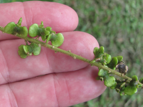 Gouania lupuloides (Toothbrush tree) — photo