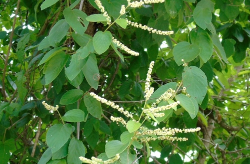 Gouania lupuloides (Toothbrush tree) — photo