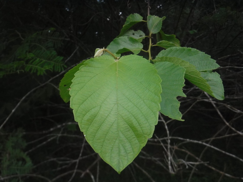 Gouania polygama — photo