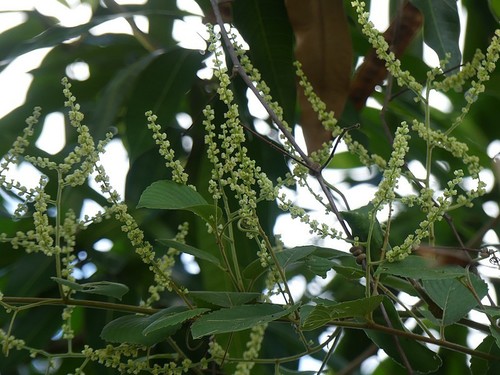 Gouania polygama — photo