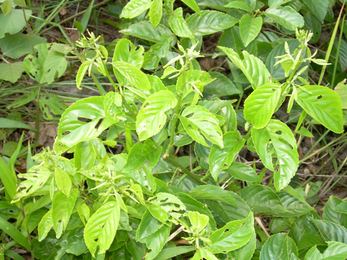 Gouania polygama